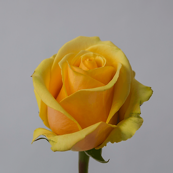 Butterscotch - miniature 3