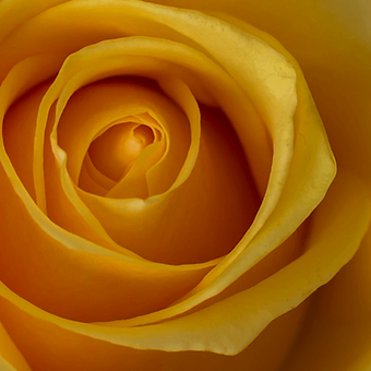 Butterscotch - miniature 4