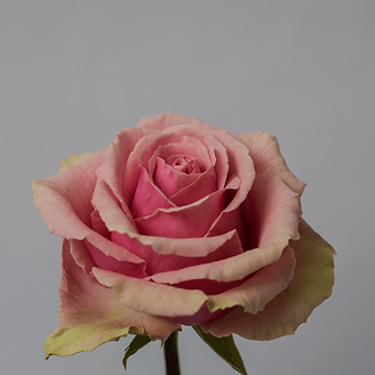 Geraldine - miniature 3