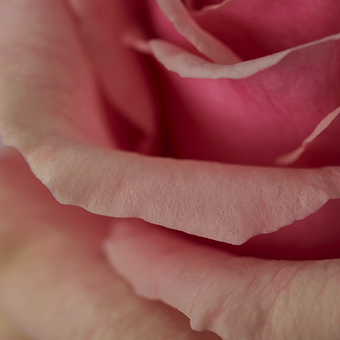 Geraldine - miniature 4