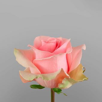 Absolut in Pink - miniature 3