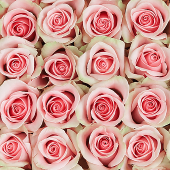 Absolut in Pink - miniature 4