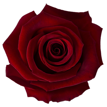 Tinto
