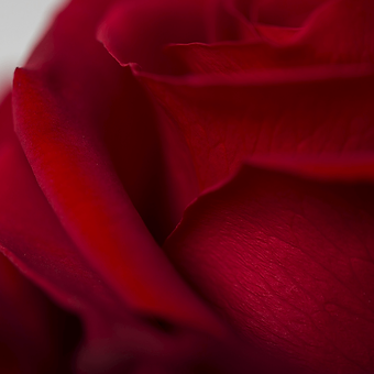 Sexy Red - miniature 3