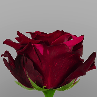Red Panther - miniature 3