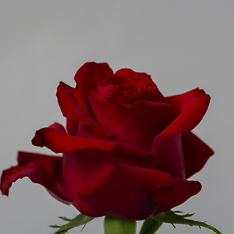 Red France - miniature 3