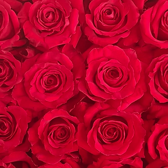 Red France - miniature 4