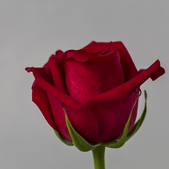 Cherry Love - miniature 3