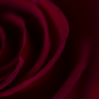 Cherry Love - miniature 4