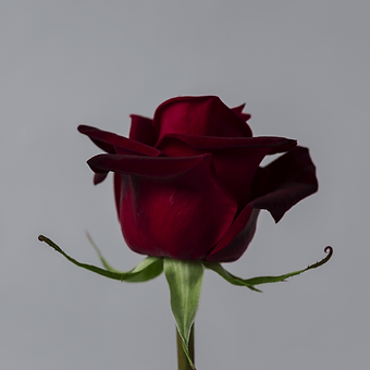 Black Magic - miniature 3