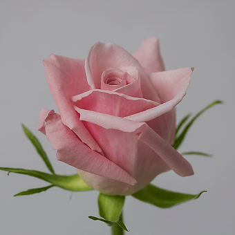 Sweet Escimo - miniature 3