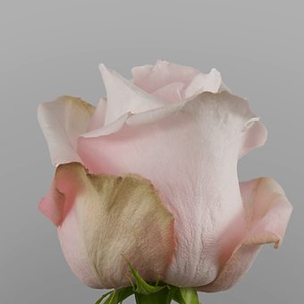 Pomarosa - miniature 3