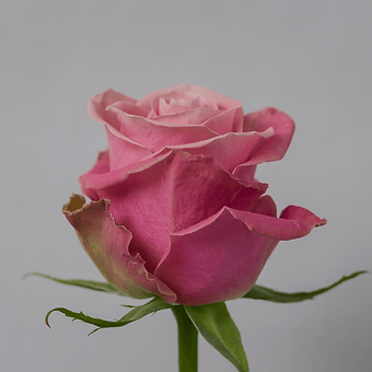 Hermosa - miniature 3