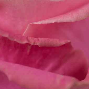 Hermosa - miniature 4