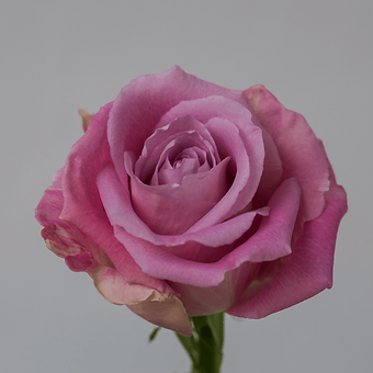 Faith - miniature 3