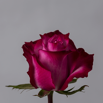 Deep Purple