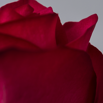 Lola - miniature 4