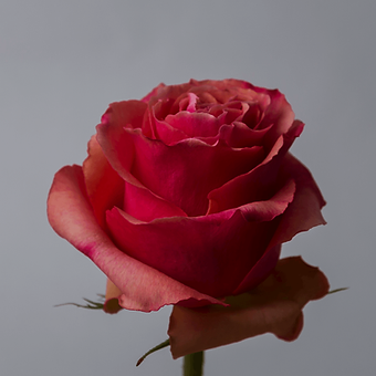 Hot Carpe Diem - miniature 3