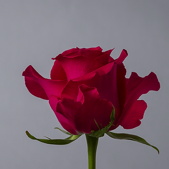 Gotcha - miniature 3