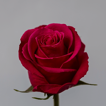 Cherry O! - miniature 3
