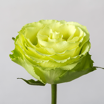 Peridot - miniature 3