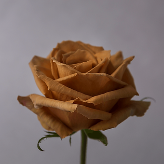 Toffee - miniature 3