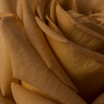 Toffee - miniature 4