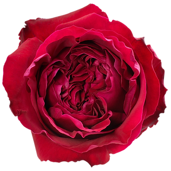 Victorian Red