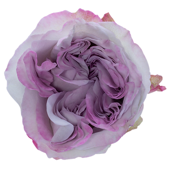 Patchouli