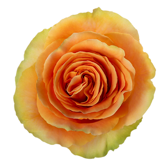 Orange Wonder