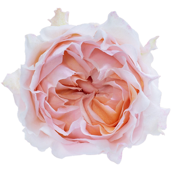 Georgia Peach