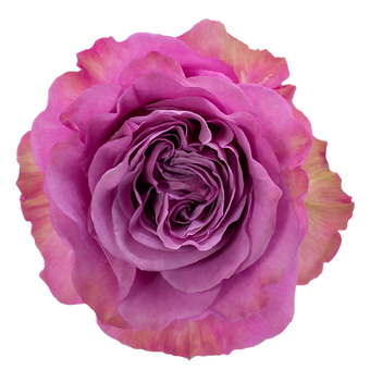 Queen's Crown
