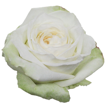 White O'hara