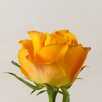 Reeva - miniature 3