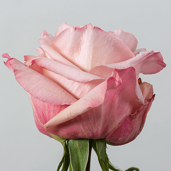 Fascination - miniature 3