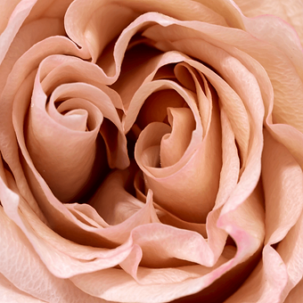 Fascination - miniature 4