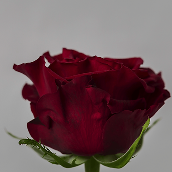 Hearts - miniature 3