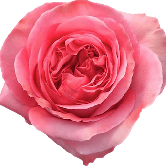 Pink X-pression