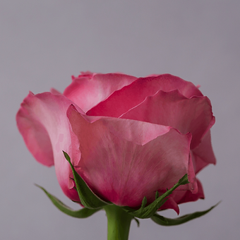 Pink X-pression - miniature 3