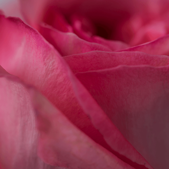 Pink X-pression - miniature 4