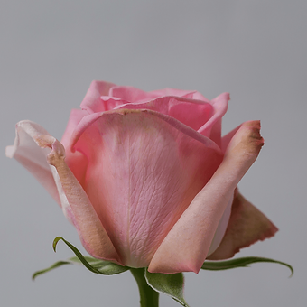 Pink O'hara