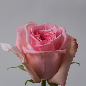 Pink O'hara - miniature 3