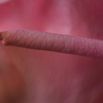 Pink O'hara - miniature 4