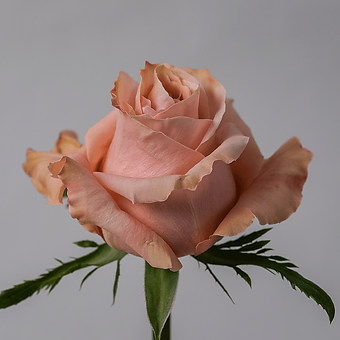Shimmer - miniature 3
