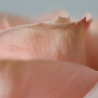 Shimmer - miniature 4