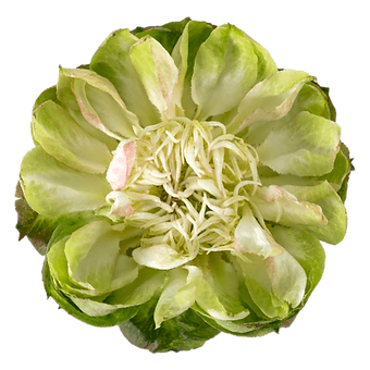 Veggie