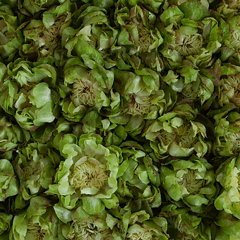 Veggie - miniature 4