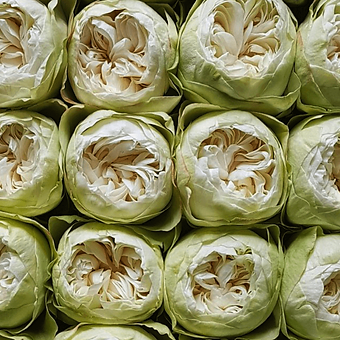 Khela - miniature 3