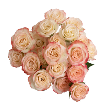 Sweet Jewel