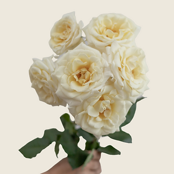 New Moon - miniature 3